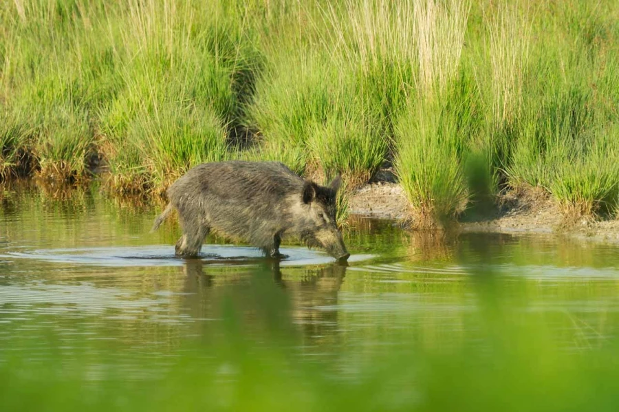 Photo de la nature de la Charente-Maritime par Amar Guillen, Art