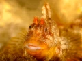 Photo de la nature de la Charente-Maritime par Amar Guillen, Art