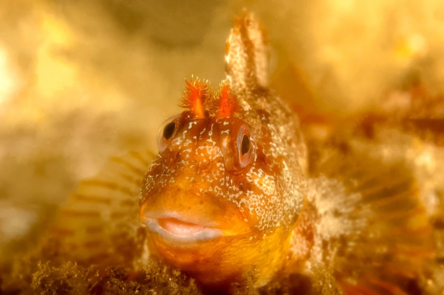 Photo de la nature de la Charente-Maritime par Amar Guillen, Art