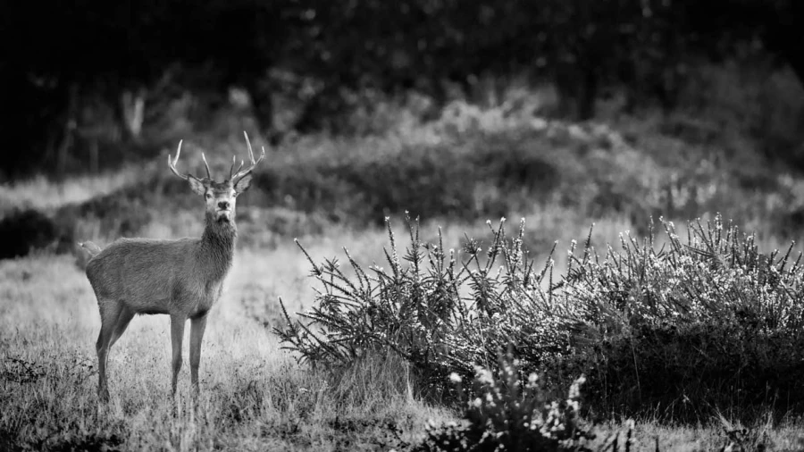 Photo in black and white of a red deer stag during the rut by Am