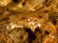 Photo de la nature de la Charente-Maritime par Amar Guillen, Art