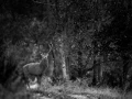 Photo de cerfs en noir et blanc pendant le brame par Amar Guille