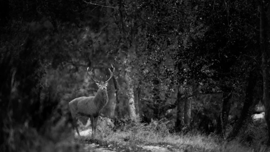 Photo de cerfs en noir et blanc pendant le brame par Amar Guille