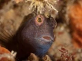 Photo de la nature de la Charente-Maritime par Amar Guillen, Art