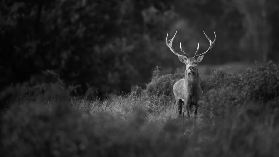 Photo in black and white of a red deer stag during the rut by Am
