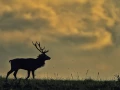 Cerf élaphe en couleur pendant le brame du cerf en Charente-Mar