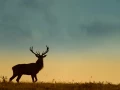 Cerf élaphe en couleur pendant le brame du cerf en Charente-Mar