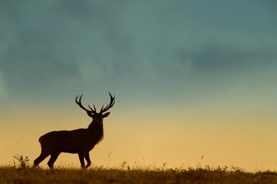 Cerf élaphe en couleur pendant le brame du cerf en Charente-Mar