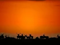 Cerf élaphe en couleur pendant le brame du cerf en Charente-Mar