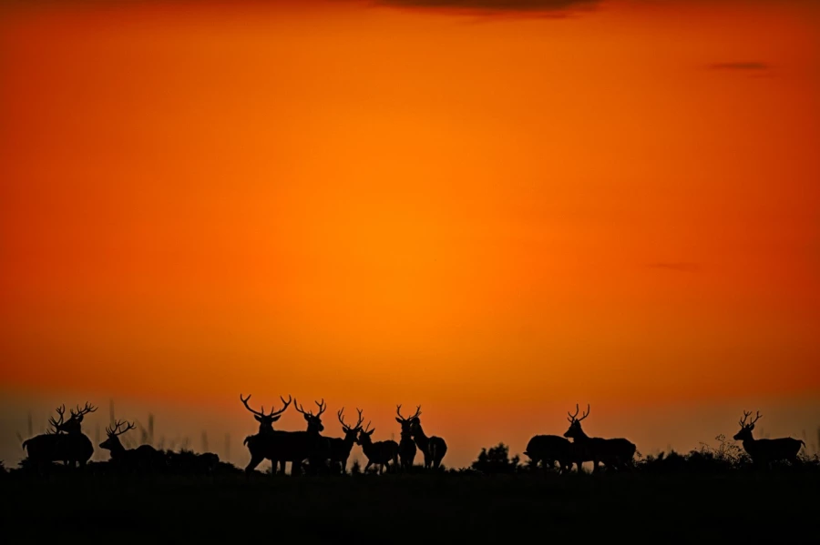 Red deer stag in color during the rut of the deer in France.