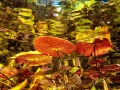 Amar Guillen underwater professional photographer