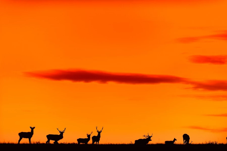 Cerf élaphe en couleur pendant le brame du cerf en Charente-Mar