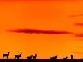 Red deer stag in color during the rut of the deer in France.