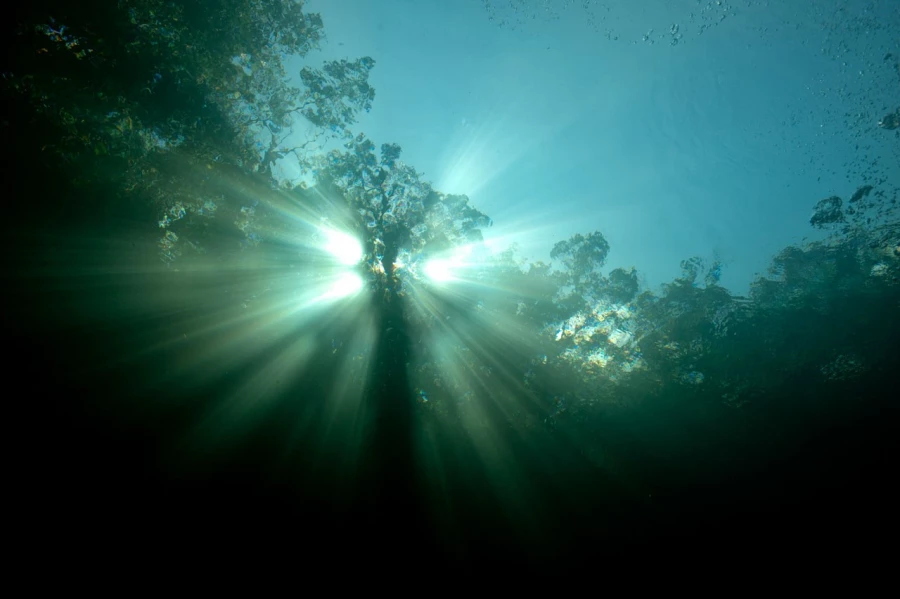 Amar Guillen underwater professional photographer