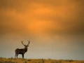 Cerf élaphe en couleur pendant le brame du cerf en Charente-Mar