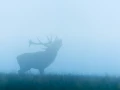 Cerf élaphe en couleur pendant le brame du cerf en Charente-Mar