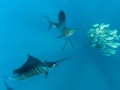Amar Guillen underwater professional photographer