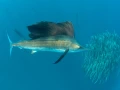 Amar Guillen underwater professional photographer