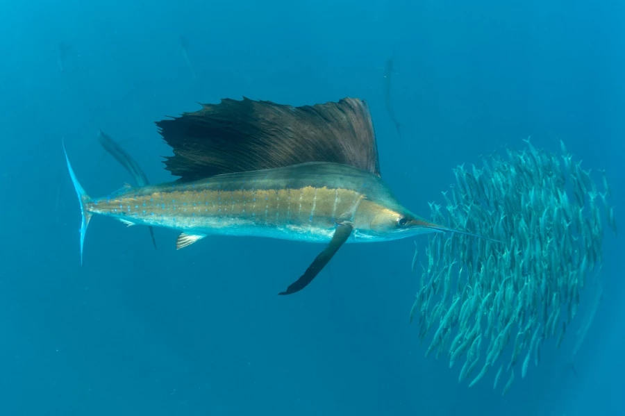 Amar Guillen underwater professional photographer