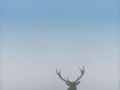 Cerf élaphe en couleur pendant le brame du cerf en Charente-Mar