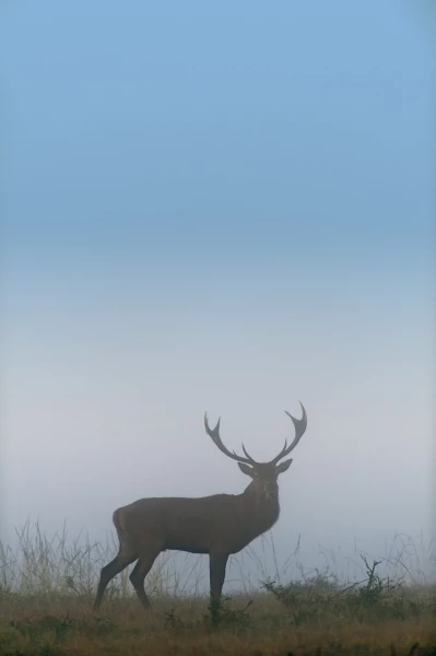 Red deer stag in color during the rut of the deer in France.