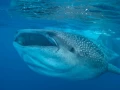 Amar Guillen underwater professional photographer
