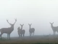 Cerf élaphe en couleur pendant le brame du cerf en Charente-Mar