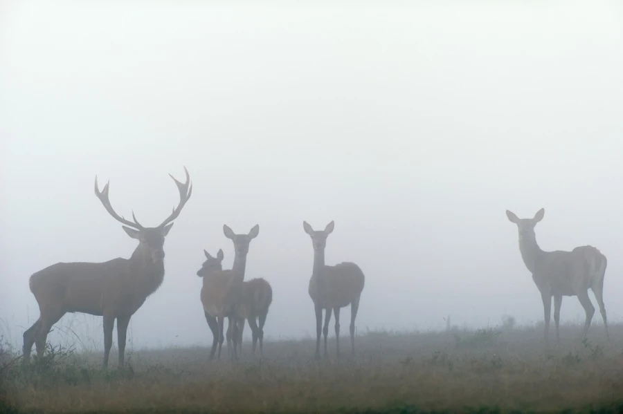 Red deer stag in color during the rut of the deer in France.