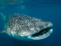 Amar Guillen underwater professional photographer