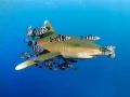 Amar Guillen underwater professional photographer