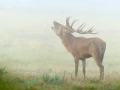 Cerf élaphe en couleur pendant le brame du cerf en Charente-Mar