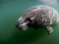 Amar Guillen underwater professional photographer
