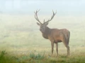 Red deer stag in color during the rut of the deer in France.