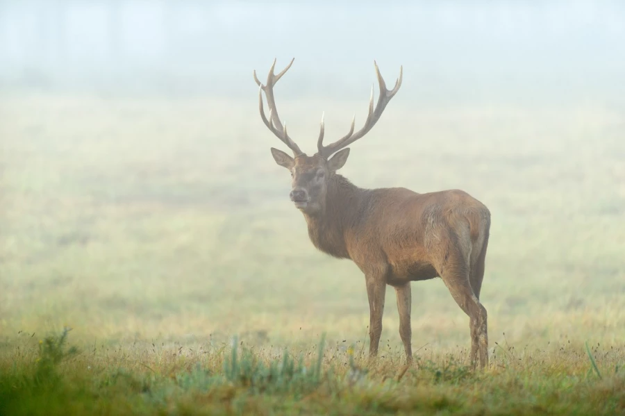 Red deer stag in color during the rut of the deer in France.