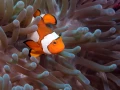 Amar Guillen underwater professional photographer