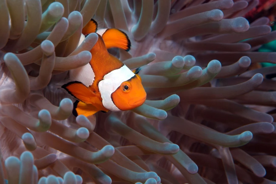 Amar Guillen underwater professional photographer