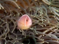 Amar Guillen underwater professional photographer