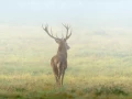 Cerf élaphe en couleur pendant le brame du cerf en Charente-Mar