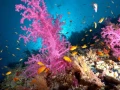 Amar Guillen underwater professional photographer