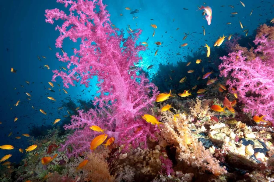 Amar Guillen underwater professional photographer