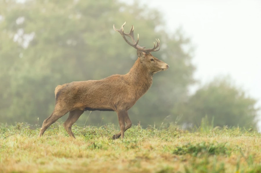 Cerf élaphe en couleur pendant le brame du cerf en Charente-Mar