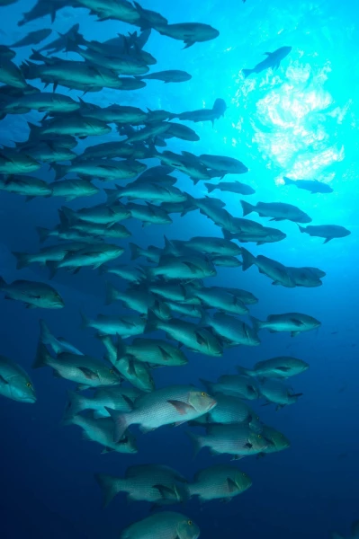 Amar Guillen underwater professional photographer