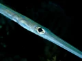 Amar Guillen underwater professional photographer