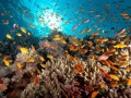 Amar Guillen underwater professional photographer