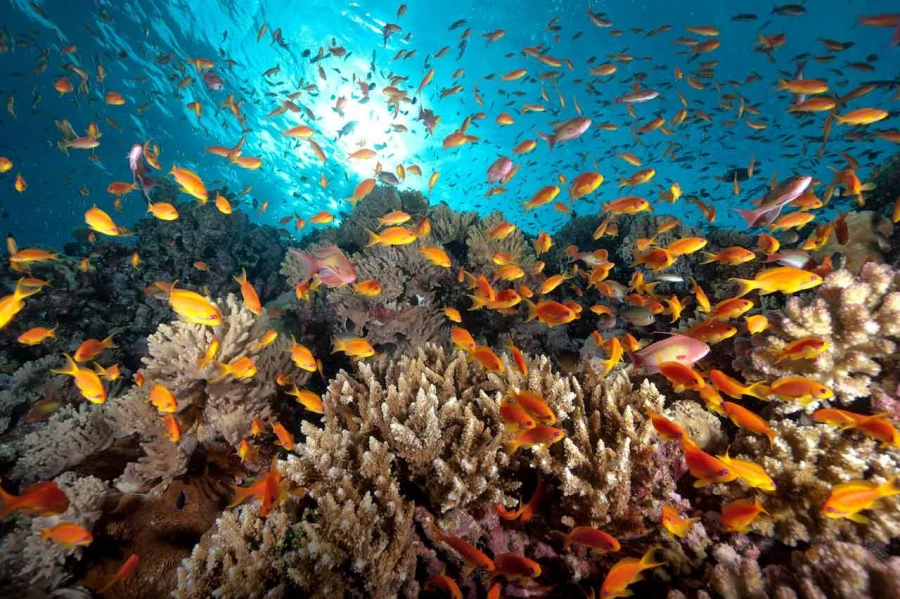 Amar Guillen underwater professional photographer