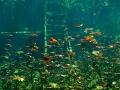 Amar Guillen underwater professional photographer