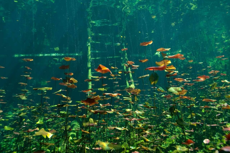 Amar Guillen underwater professional photographer