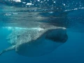 Amar Guillen underwater professional photographer