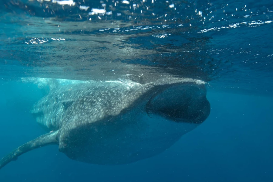 Amar Guillen underwater professional photographer