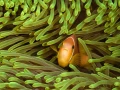 Amar Guillen underwater professional photographer